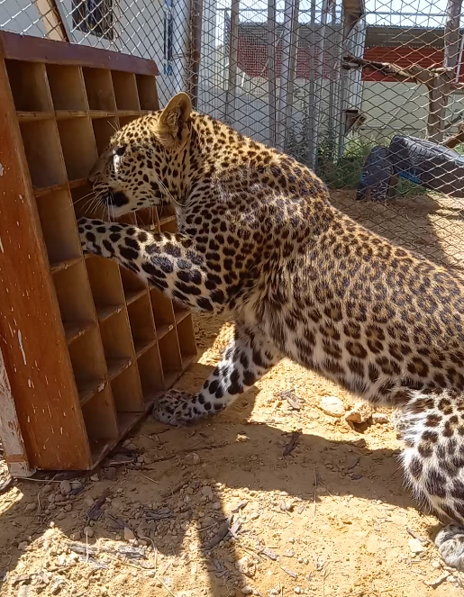 Můj nejoblíbenější enrichment bylo schováváni kousků masa do poštovních přihrádek. Jo a toto není gepard, ale levhart Milo, kterého pytláci ulovili taky, protože si mysleli, že je to mládě geparda. Levharti jsou ale mnohem silnější a divočejší zvířata a potřebují ještě více zábavy, aby se neunudili.
