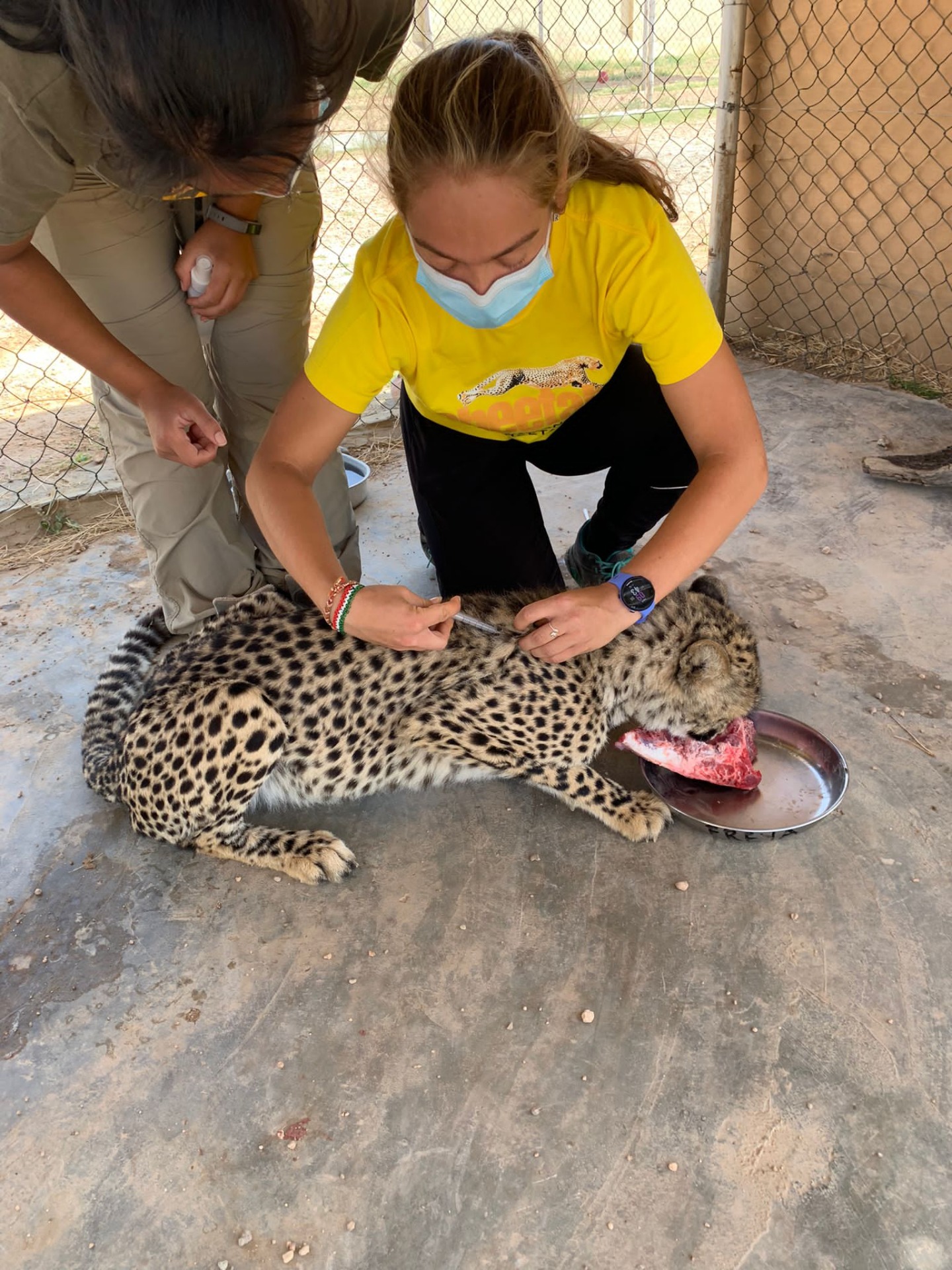 Chudák Freya má FIP (felinní infekční peritonitida způsobená kočičím coronavirem), která mu tvoří tekutinu v tělní dutině a ještě navíc parazitární cystu na plicích, takže každý den dostává diuretika a antibiotika