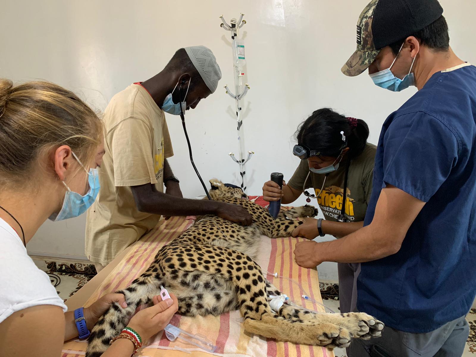 měření teploty při sešívní tlapky Kariir 